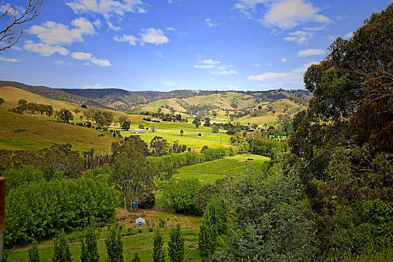 Wattle Grove landscape